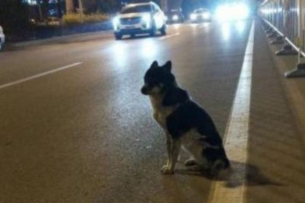Cão está há 80 dias na mesma estrada onde morreu a dona [vídeo]