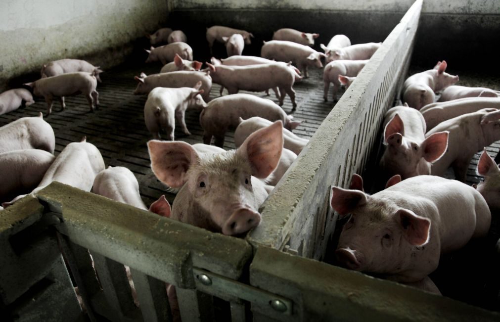 Mulher cai em pocilga e é comida viva pelos porcos