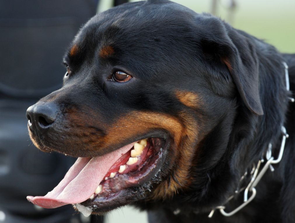 Homem encontrado morto com 100 mordeduras de cães no corpo