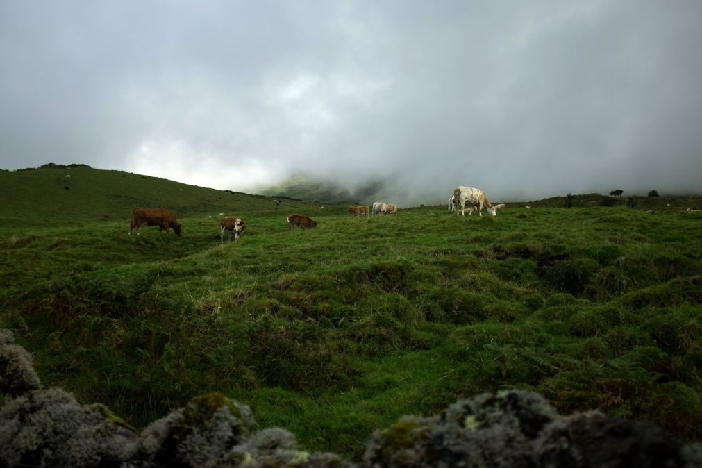 Açores com temperaturas mais altas e tempestades mais frequentes até ao 2100