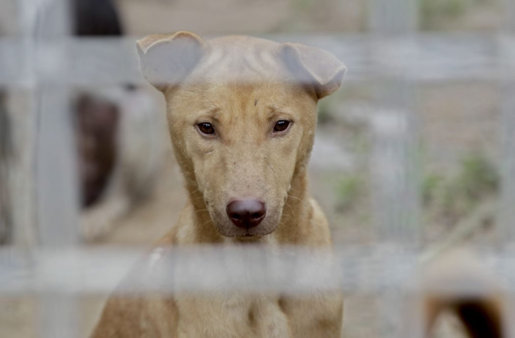 «Não temos espaços suficientes para abrigar tantos animais, sobretudo cães»