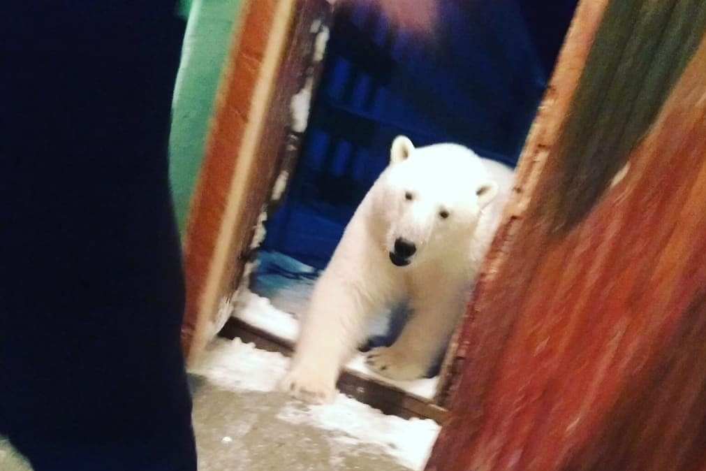 Ursos polares esfomeados invadem cidade russa