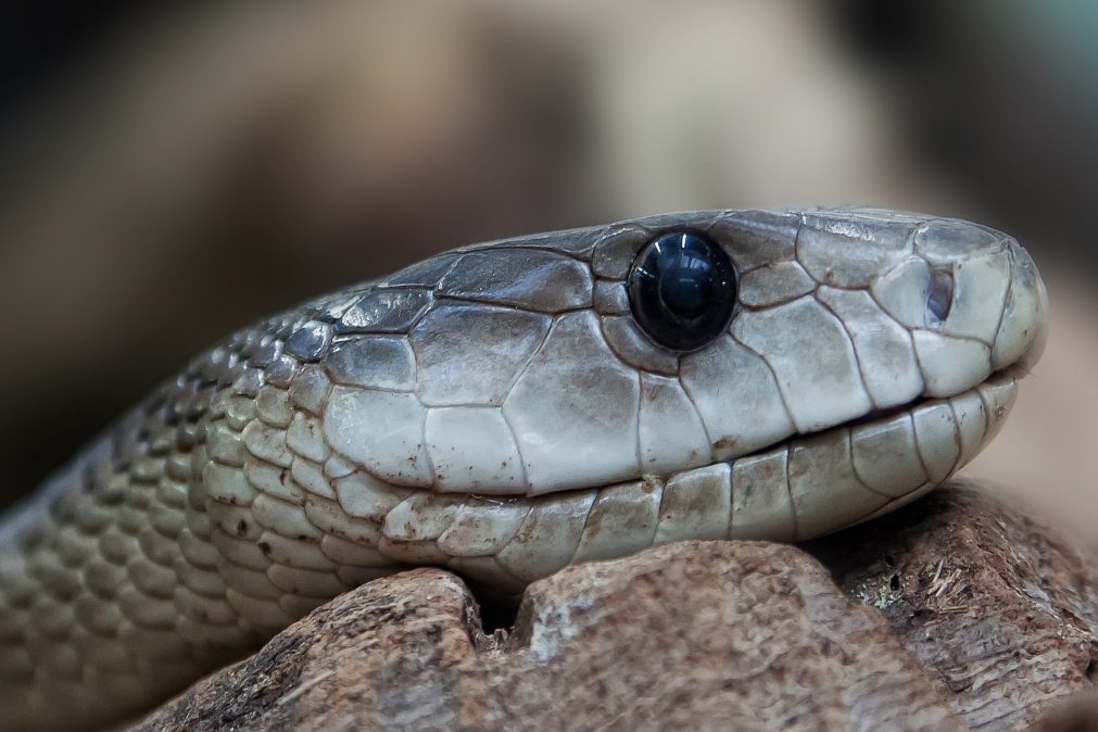 Homem é atacado por cobra venenosa e morde o pulso da esposa para morrerem juntos