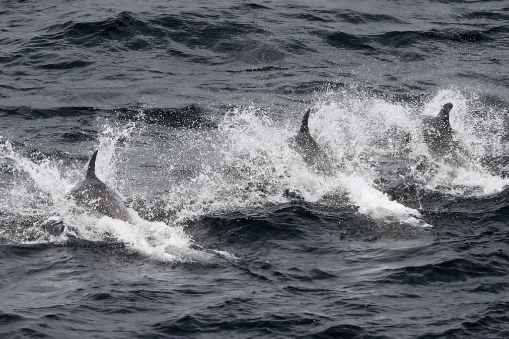 Mais de 400 golfinhos encalhados na costa francesa desde o início do ano