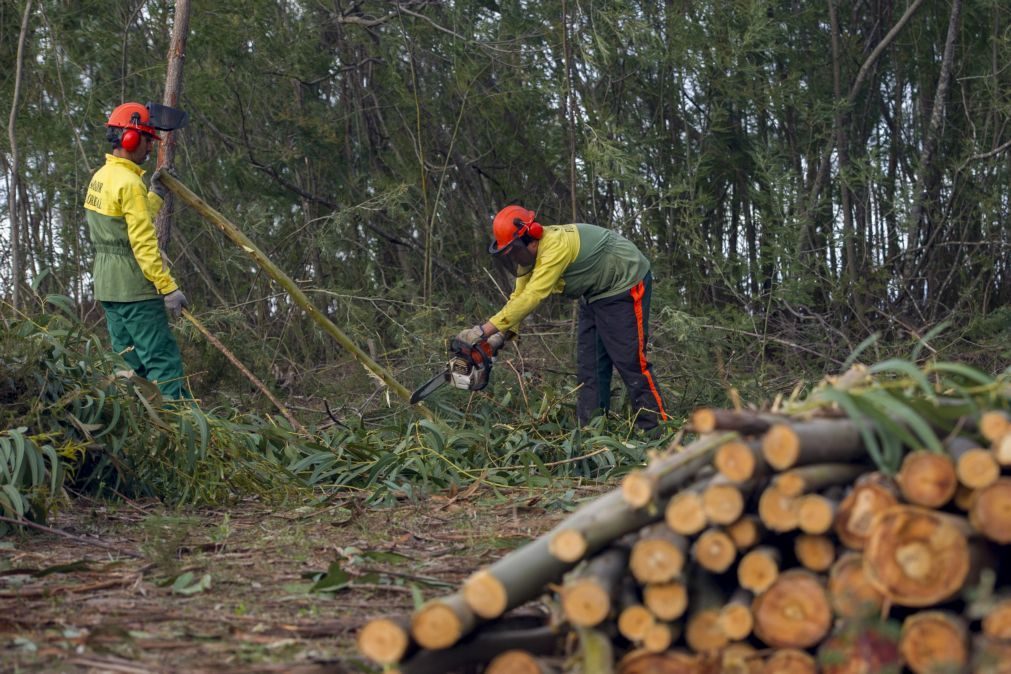 Governo promete milhões para limpeza de terrenos. Dinheiro nunca chegou às autarquias