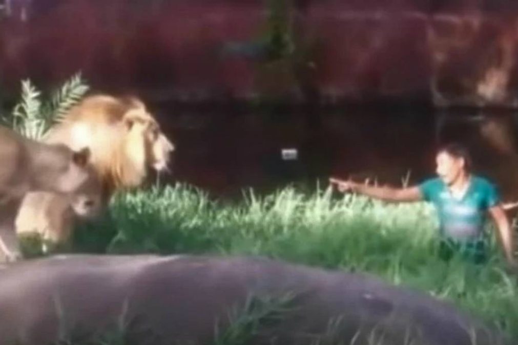 Homem embriagado entra no poço dos leões e enfrenta-os [vídeo]