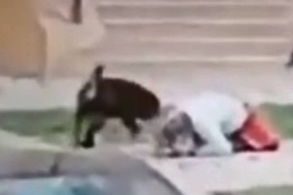 Mulher protege criança do ataque de dois cães com o próprio corpo [vídeo]