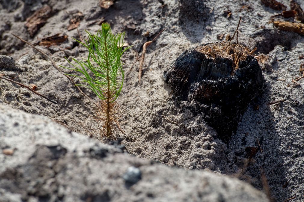 80% das árvores plantadas nos pinhais do litoral morreram