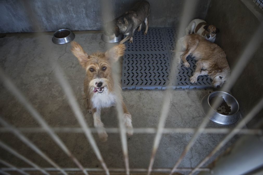 GNR resgata 31 cães, seis gatos e um hamster em casa no Montijo