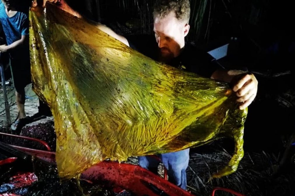 Baleia encontrada morta com 40 quilos de plástico no estômago