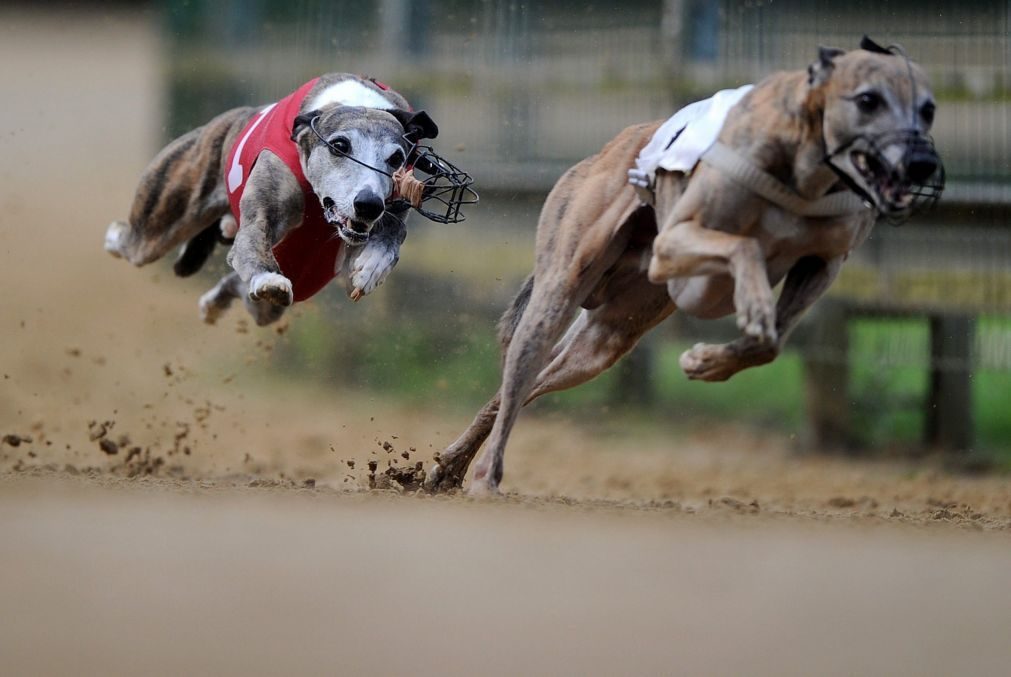 532 galgos abandonados em canil. 517 foram salvos e 15 morreram