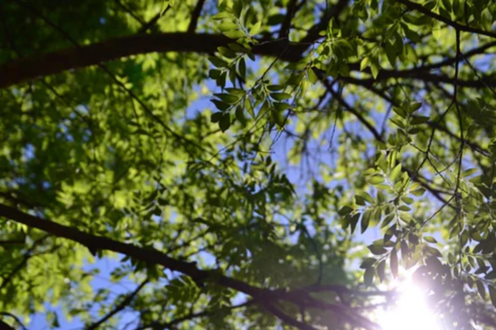 Previsão do tempo | Temperaturas máximas podem chegar até aos 26 graus