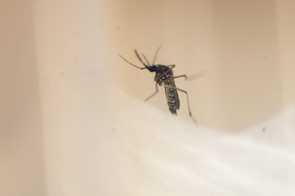 Espécie de mosquito transmissor do vírus da febre dengue detetado no Algarve