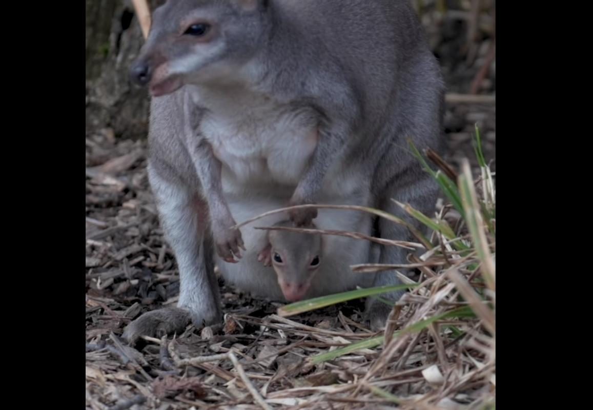 Jardim zoológico britânico mostra cria de 'mini-canguru' em vias de extinção