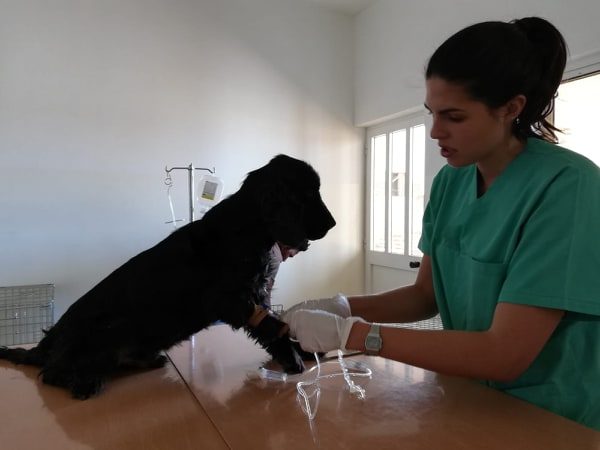 Acompanhe dia-a-dia os desafios de três estudantes de veterinária a fazer voluntariado em Cabo Verde