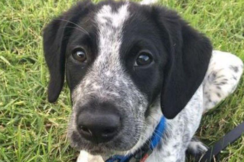 Cão polícia abatido a tiro em aeroporto