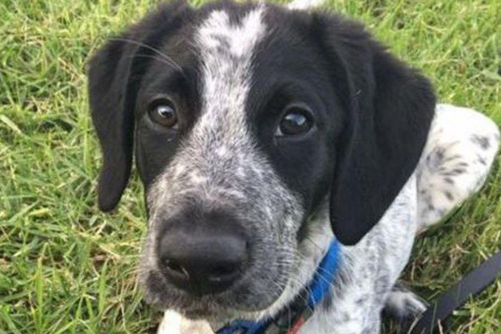 Cão polícia abatido a tiro em aeroporto