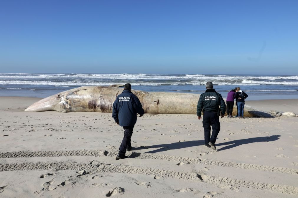 Segunda baleia morta dá à costa alentejana no espaço de uma semana