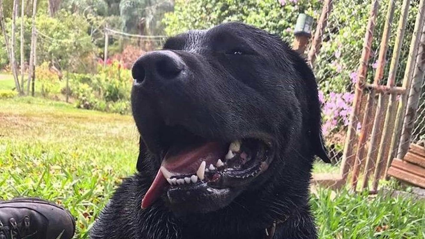 Brumadinho | Cão herói morre durante buscas em rio no Brasil