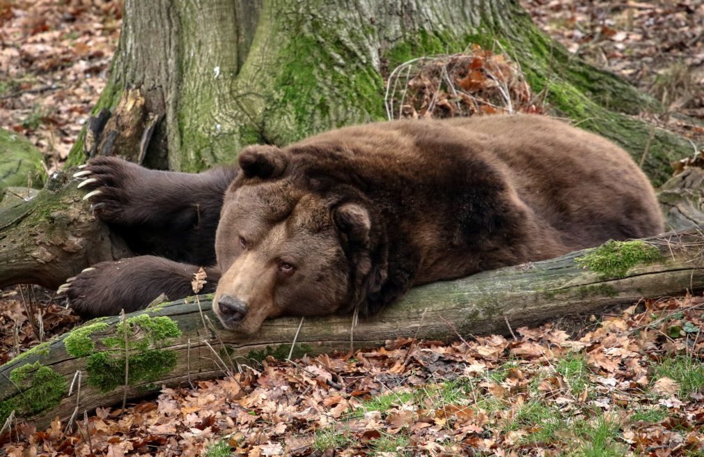 Portugal confirmou a Espanha a existência de um urso pardo considerado extinto