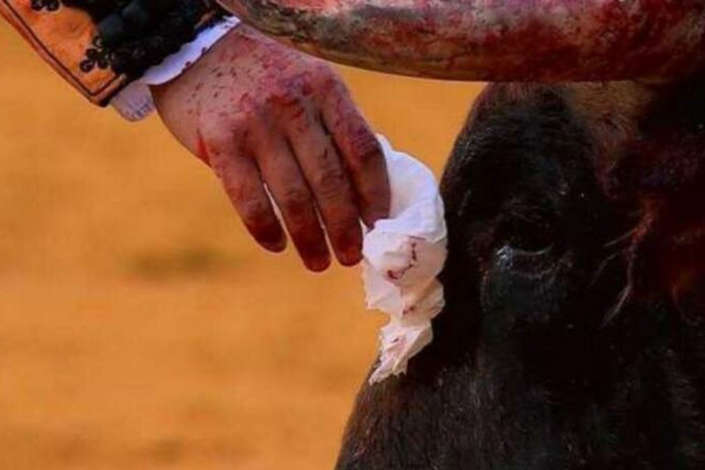 Toureiro limpa as lágrimas do touro e depois mata-o [vídeo]