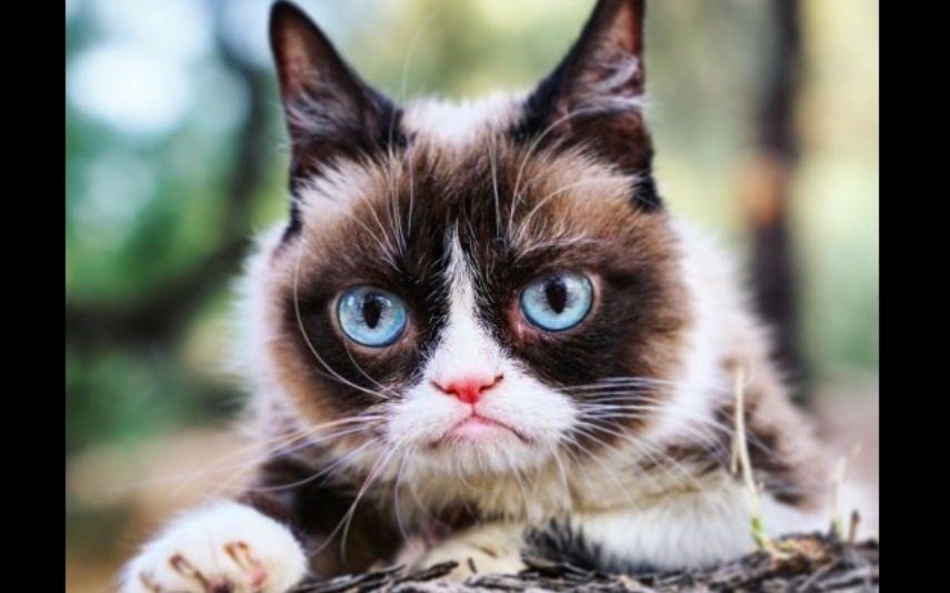 Morreu Grumpy Cat, a gata com mais mau feitio da Internet