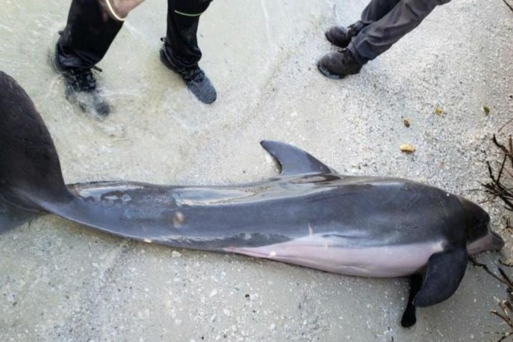 Golfinho encontrado morto com chuveiro de plástico dentro do estômago