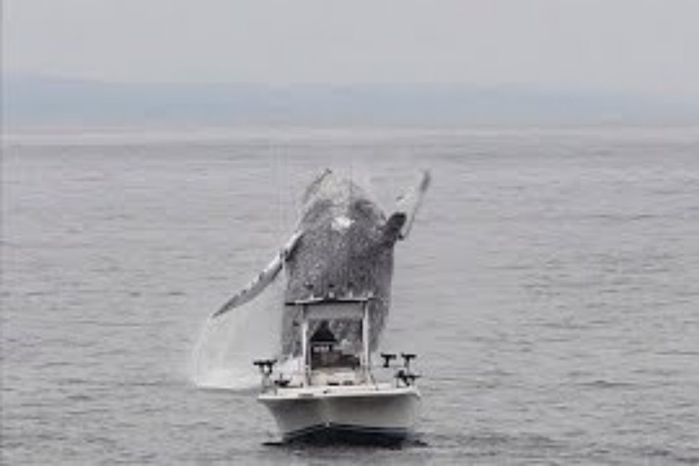 Fotógrafo regista salto de baleia sobre barco [vídeo]