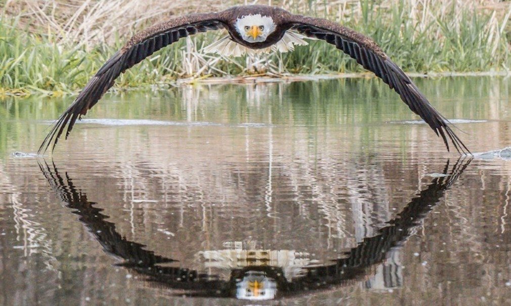 Fotografia simétrica de águia americana torna-se viral