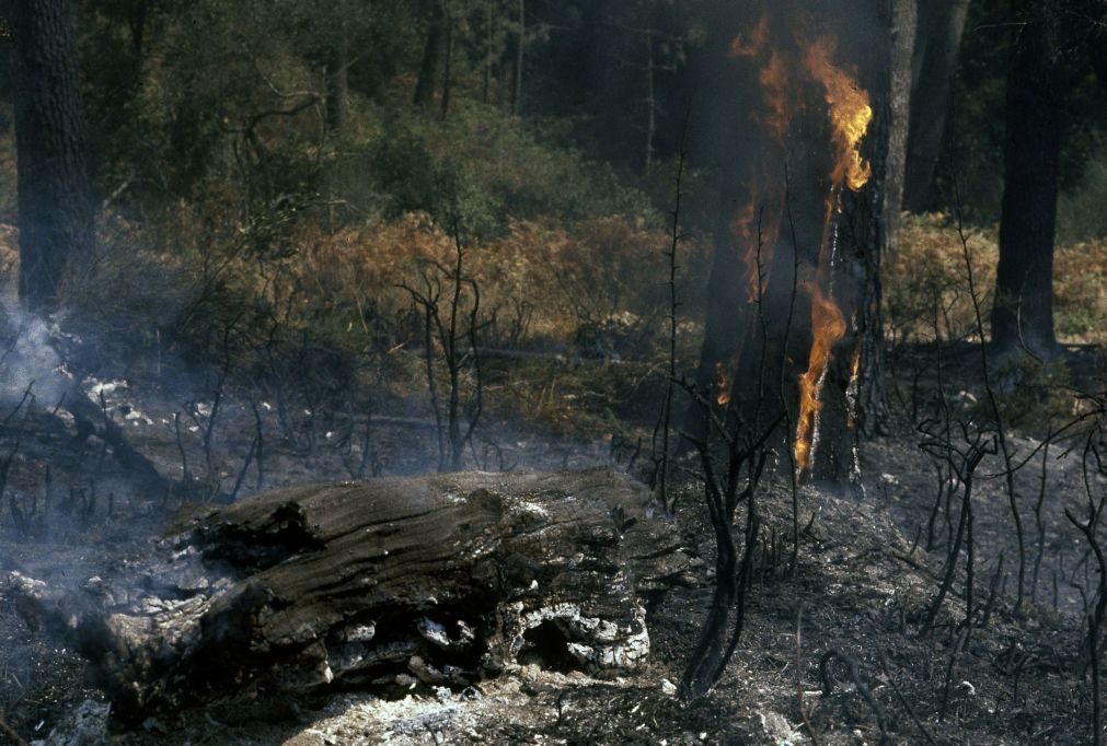 Incêndio no concelho de Azambuja está extinto