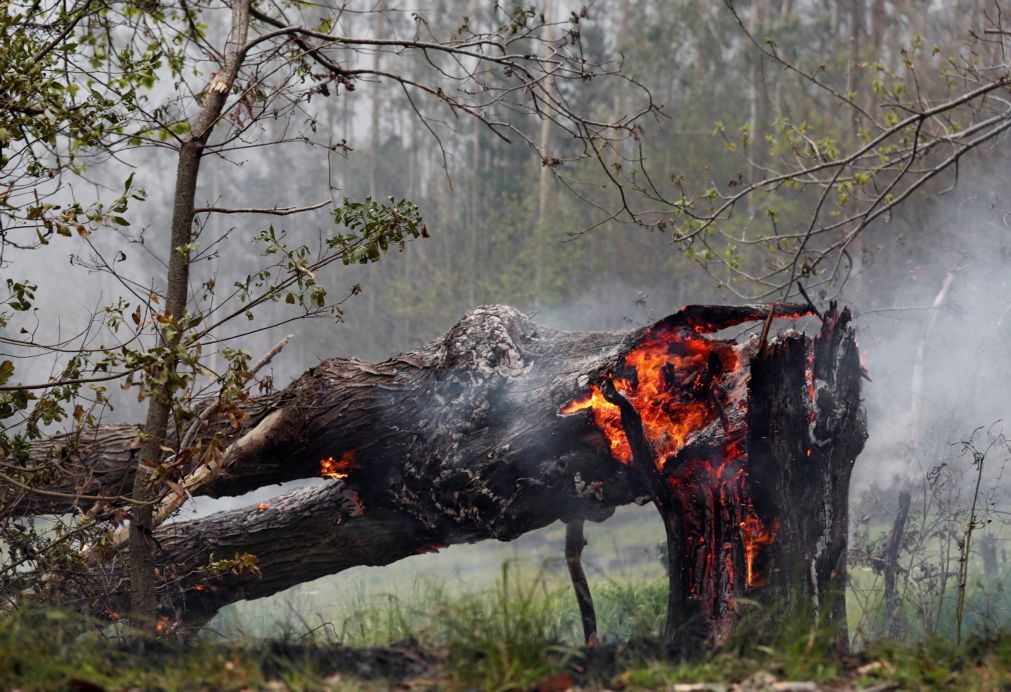 Risco máximo de incêndio em cinco concelhos do distrito de Faro