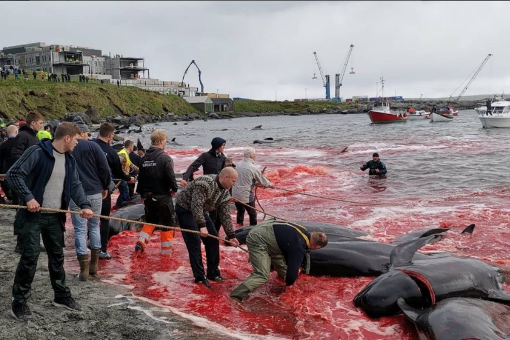 Ilhas Faroé fazem mar de sangue com matança de baleias e de golfinhos