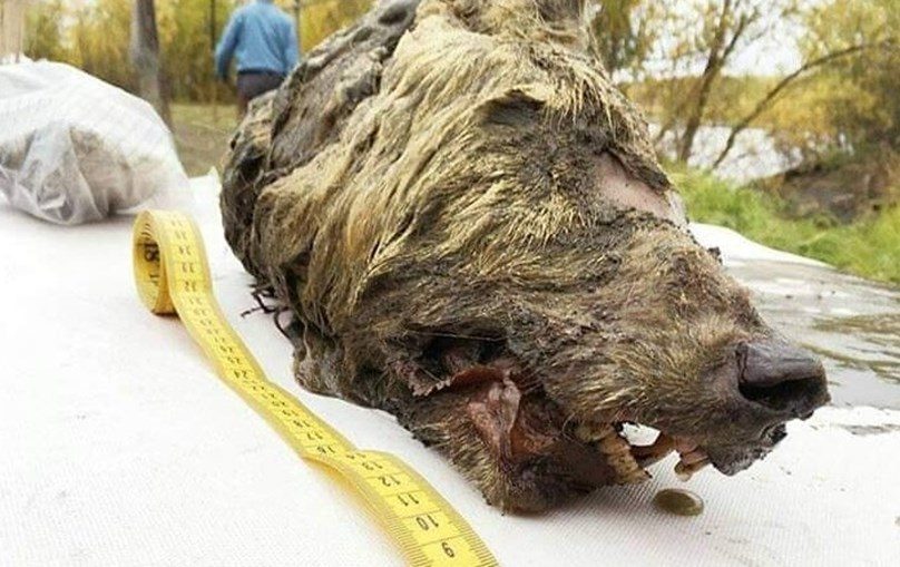 Cabeça de lobo com mais de 40 mil anos encontrada na Sibéria