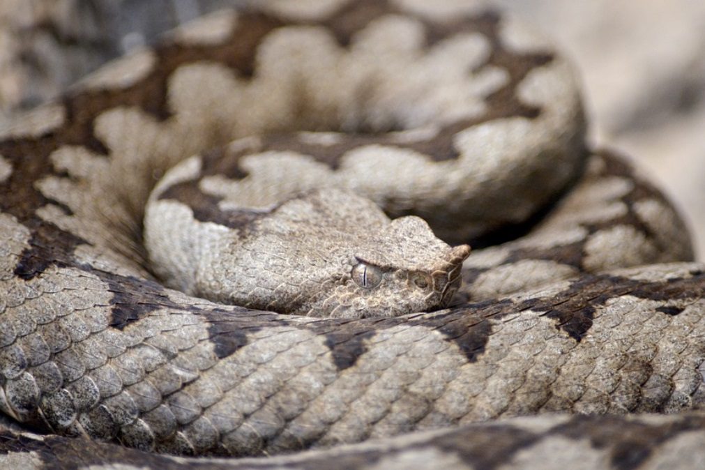 Víbora-cornuda é uma das duas serpentes venenosas existentes em Portugal