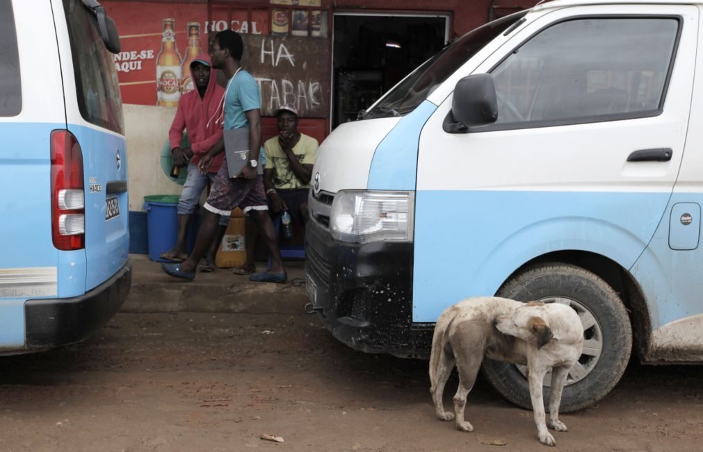 Cabo Verde eletrocuta cães com cabo de 380 volts introduzido no ânus