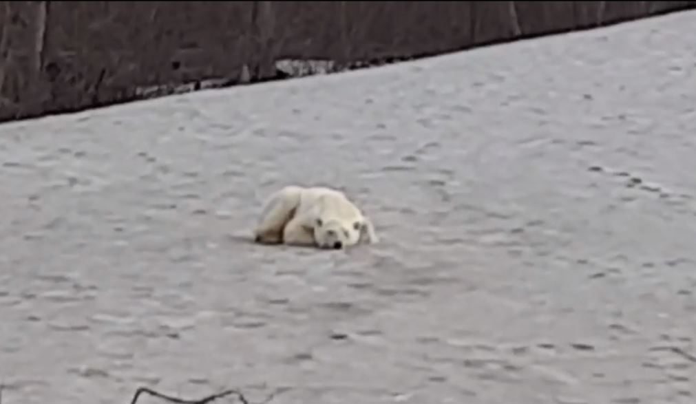 Faminto e exausto. Urso polar aparece em cidade na Sibéria [vídeo]