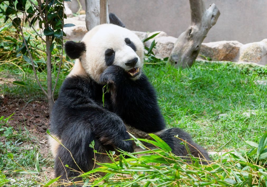 Pandas gémeos de Macau celebram terceiro aniversário