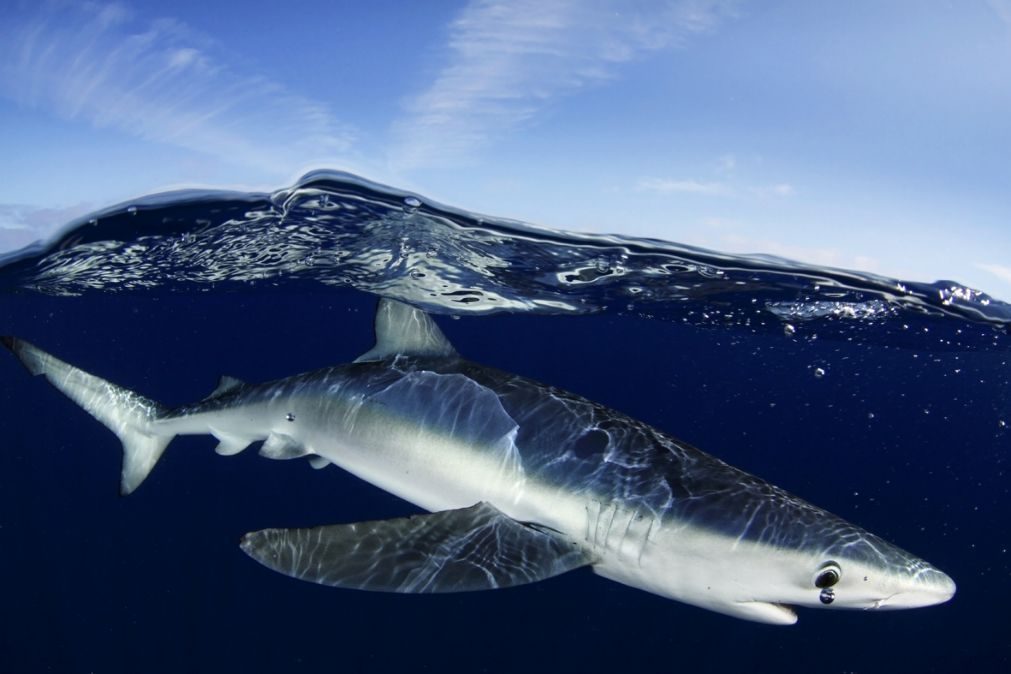 Atenção! Portugueses e espanhóis estão a colocar em risco população de tubarões