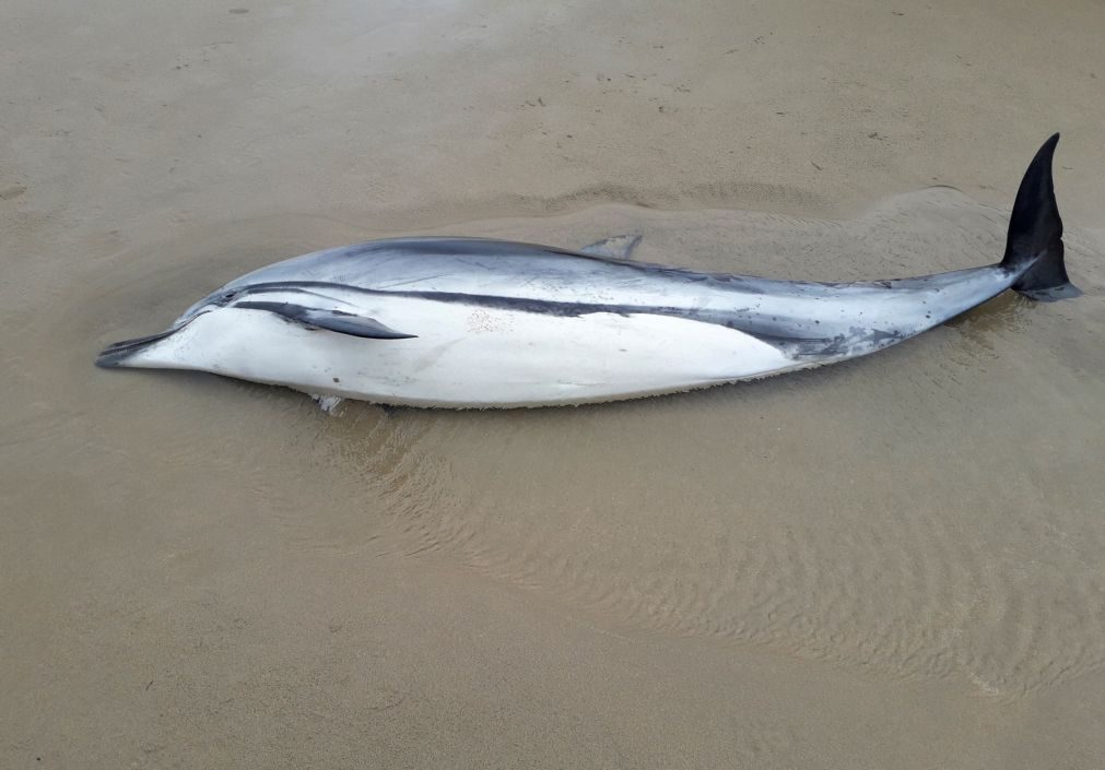 Florida. Mais de 170 golfinhos mortos por culpa da maré vermelha