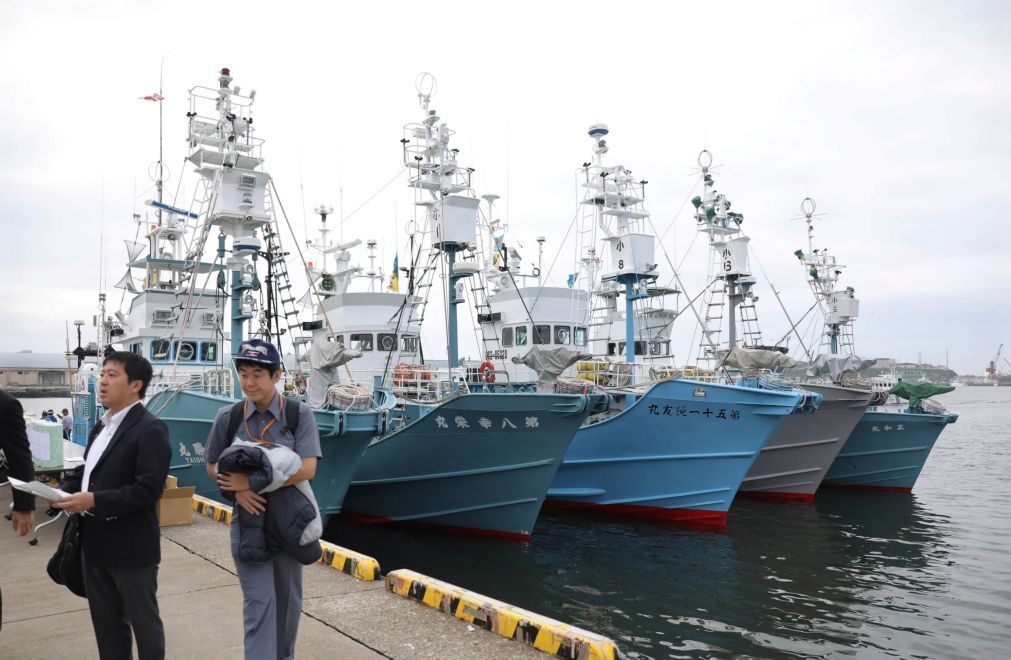 Japão volta a pescar baleias após três décadas de interrupção