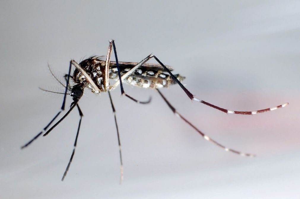 Honduras declaram alerta nacional devido a surto de dengue que já fez 44 mortos