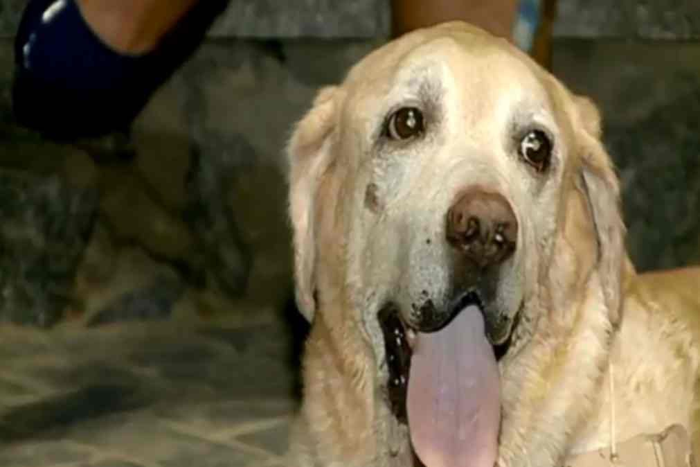 Este cão sofre de cancro e vende brigadeiros para pagar o tratamento