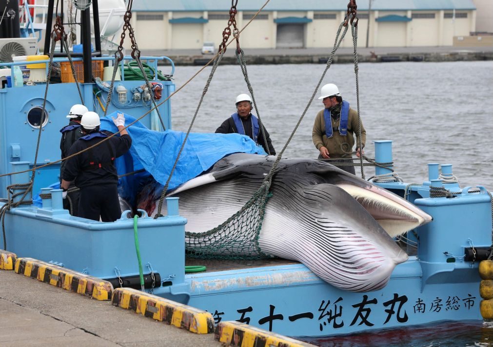 Japão realiza primeiro leilão de carne de baleia após retomar caça
