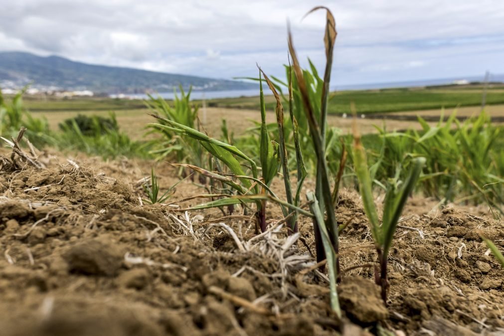 Abuso de pesticidas estraga 40 mil hectares de milho