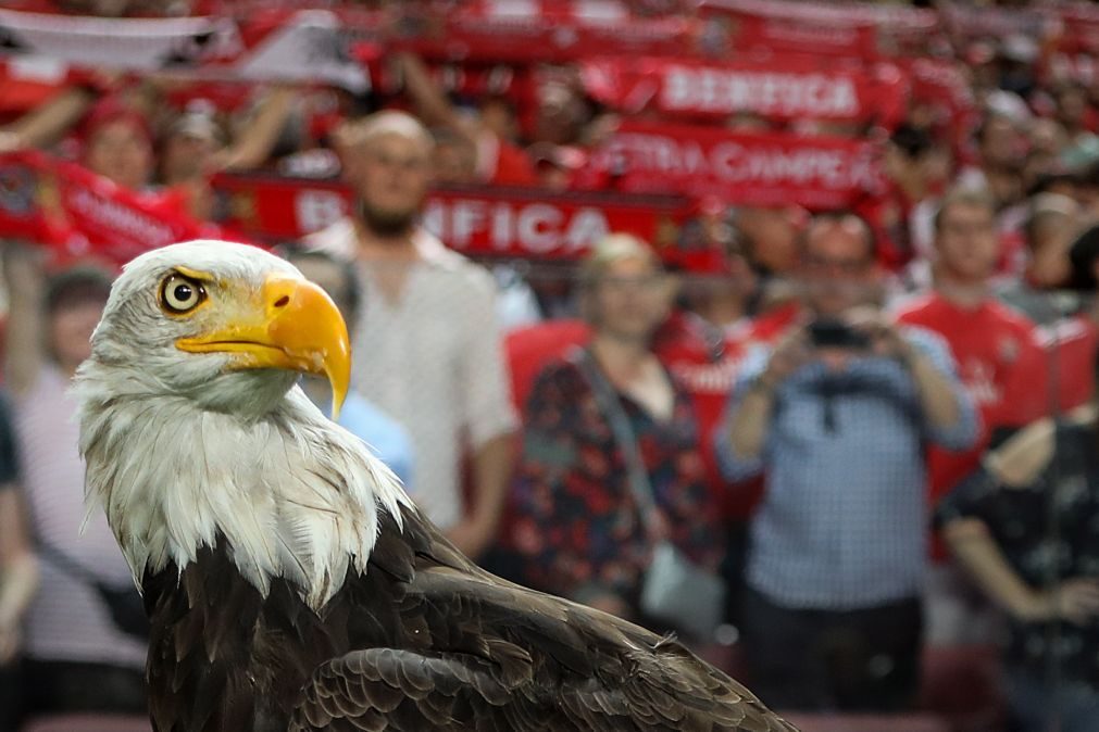 Benfica anuncia que bilhetes para a Supertaça esgotaram na Luz