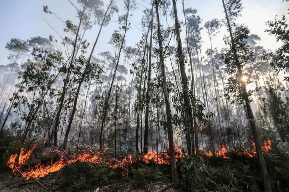 Alerta: 20 concelhos em risco máximo de incêndio no interior norte e centro e Algarve
