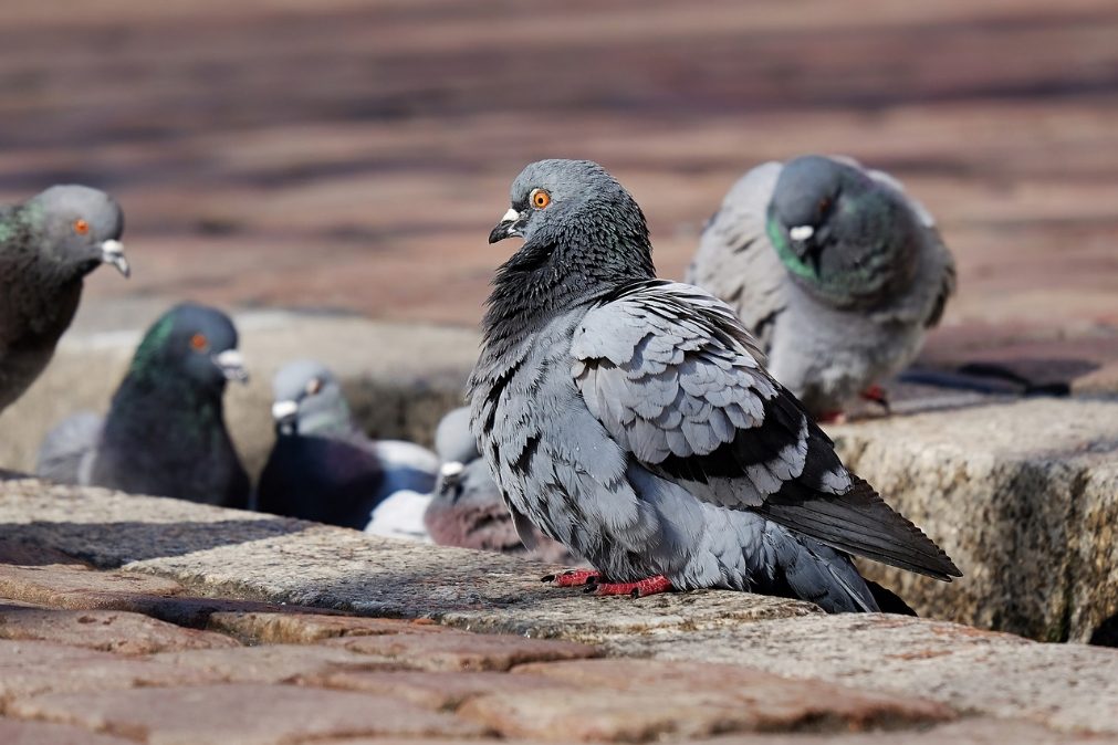 Doença do pombo faz vítimas mortais em São Paulo