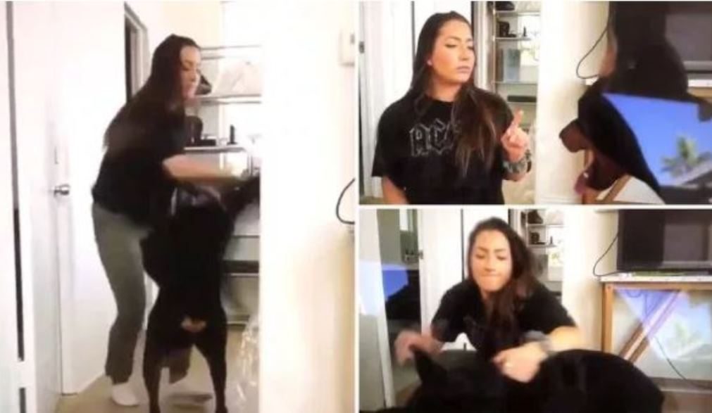 Youtuber publica vídeo onde aparece a agredir o cão por engano