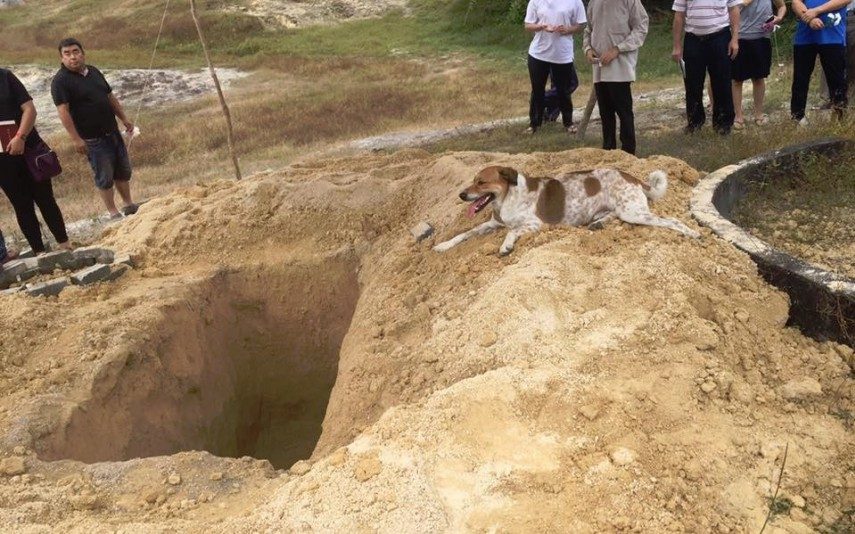 Vídeo Viral O cão que foi leal à dona até na hora do funeral