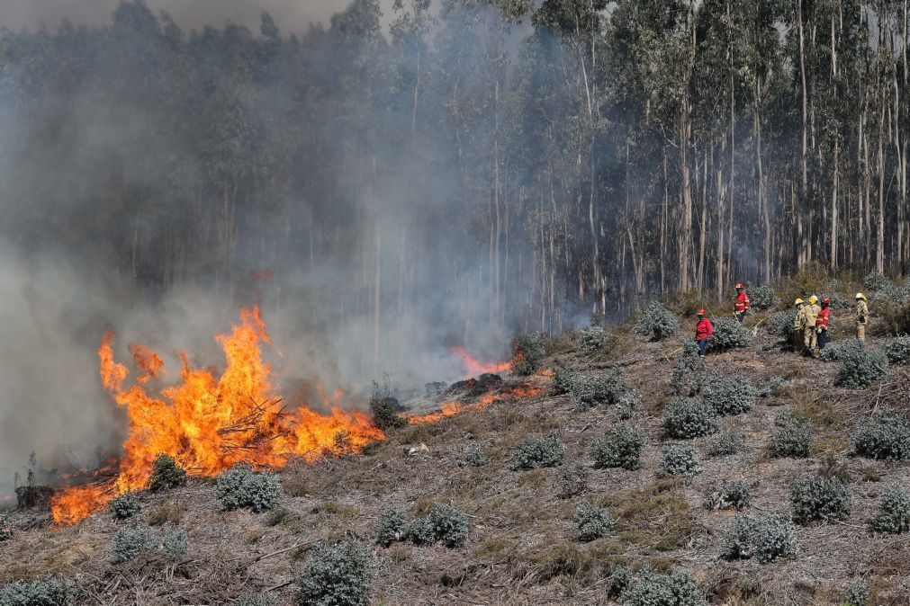 Detida mulher suspeita de atear cinco fogos florestais em Paredes